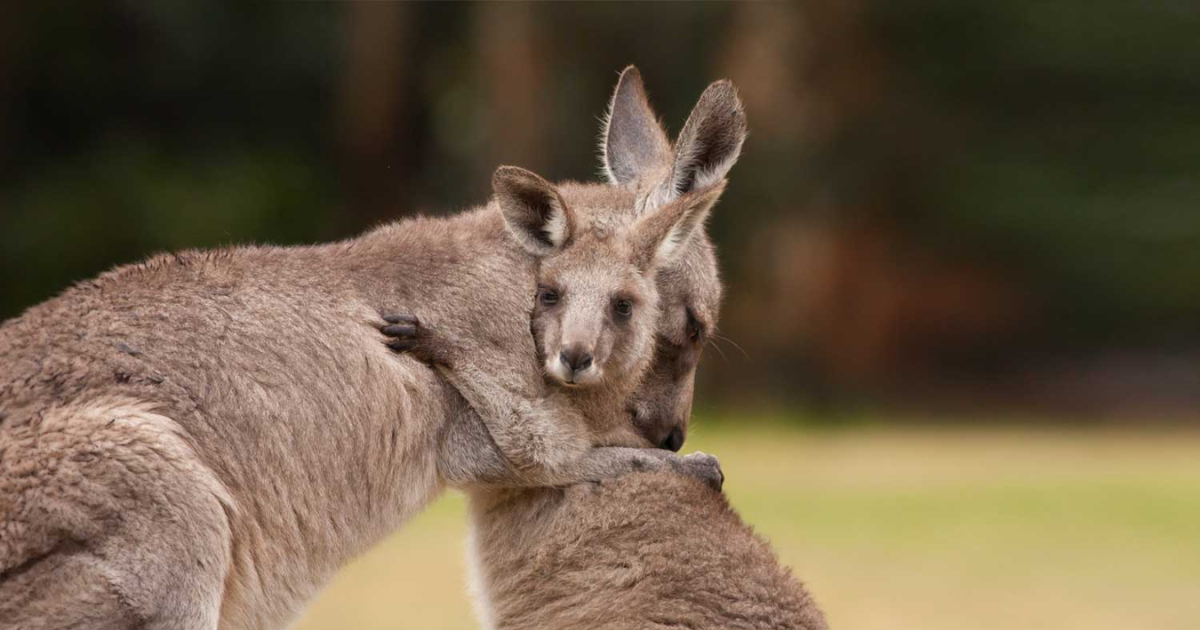 Adidas 持續使用不人道的袋鼠皮革製作運動鞋,Nike 和 Puma 則全面停止使用